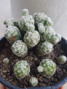 Mammillaria gracilis
