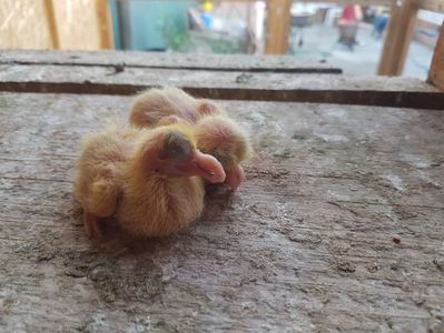 Pui baltati