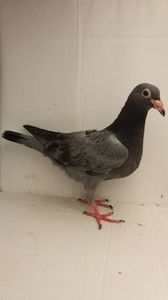 vandut