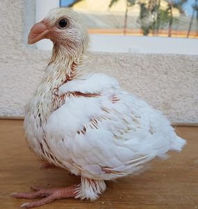 Pui 2018