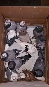 vanduti
