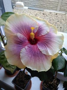 Tahitian Taui