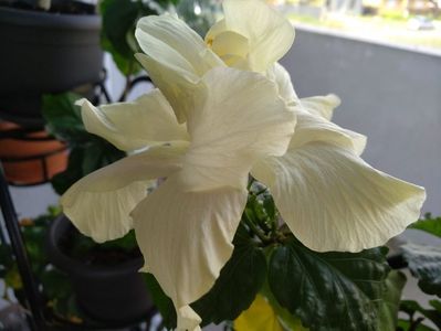 White Wings