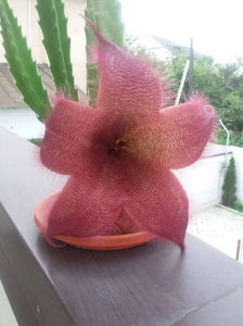 Stapelia grandiflora - 20 lei