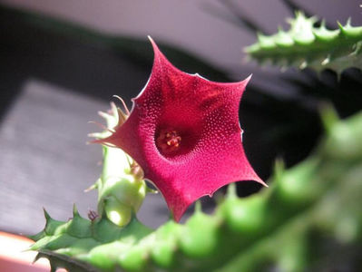 Huernia aspera - 15 lei