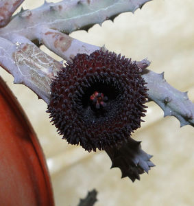 huernia pendurata - 15 lei