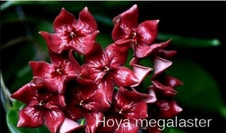 HOYA MEGALASTER