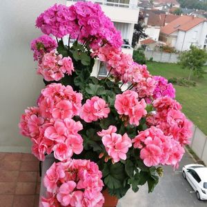 Muscatele surioarei mele
