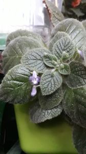 Andrieuxii Cornell, piticuta