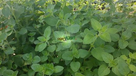 Plante oregano; Plante oregano la maturitate
