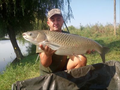 Dudesti august 2018