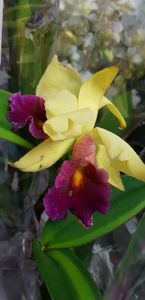 Cattleya galben cu roz