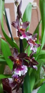 Burrageara Lazio Red