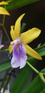 Miltonia regnelii var xanthina