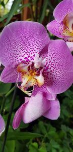 Phalaenopsis sexy pink sau phalaenopsis looking for matthew