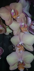 Legato sau So pearly