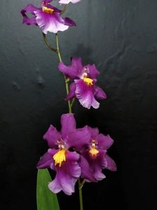 Cambria Aliceara Tahitian Dancer