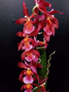 Cambria Chayenne sau Odontioda Petite Shine 'Firefall'