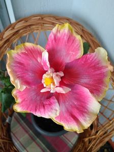 Moorea Imperial Blossom