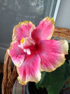 First bloom.