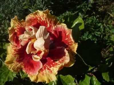 P1400063