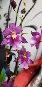 Aliceara Tihitian Dancer