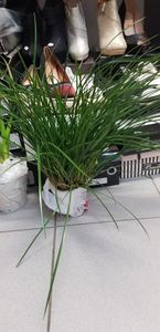 Maxillaria tenuifolia