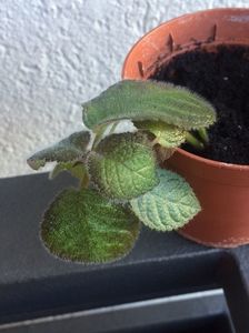 Pt Marylou-Episcia