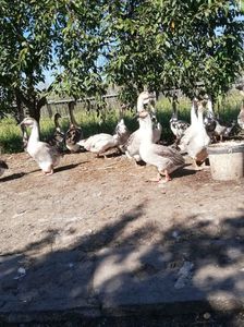 Tineret