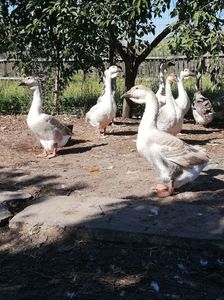 Tineret - familie gâște, gascanul în mijloc