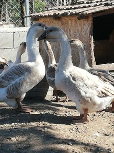 Tineret gâște buff