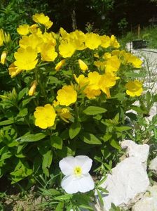 Oenothera