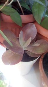 o ratacita fara nume