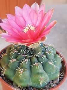 Gymnocalycium baldianum-o noua inflorire