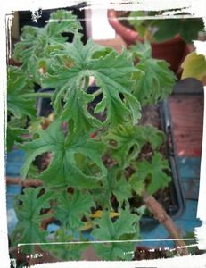 Pelargonium graveolens - Bontrosai