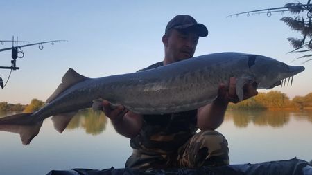 Sturion 12kg
