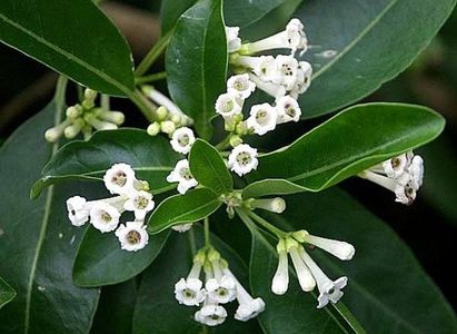 cestrum diurnum
