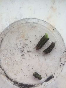 Smithicodonia