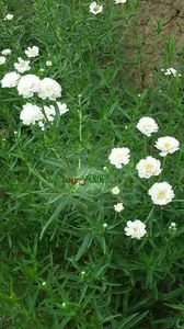 Achillea Ptarmica Ballerina; Plante de Achillea Ptarmica Ballerina - Rototele - 3 lei/bucata
