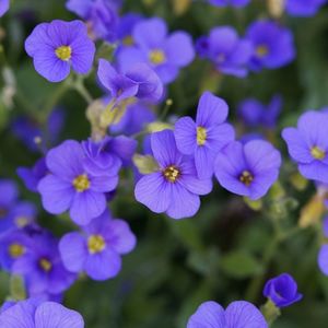 Aubrieta Cascade Blue; Aubrieta Cascade Blue
