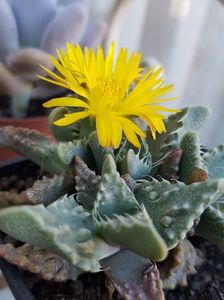 Faucaria tuberculosa-surpriza zilei