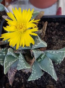 Faucaria tuberculosa