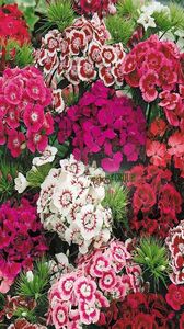 Garofite de Gradina Mix; Garofite de Gradina Mix - Dianthus Barbatus
