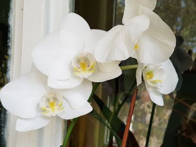 Din nou, orhideea alba...