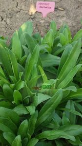 Garofite de Gradina; Garofite de Gradina - Dianthus Barbatus
