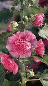 Nalba de Gradina Batuta Roz; Nalba de Gradina Batuta Roz - Hollyhock Chaters Rose Pink
