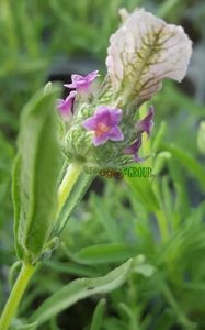 Butasi Lavanda Boysenberry Ruffles; Butasi lavanda Boysenberry Ruffles
