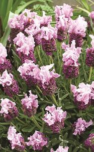 Lavanda Boysenberry Ruffles; Lavanda Boysenberry Ruffles
