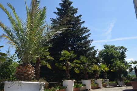 Gradina Botanica din Jibou, Judetul Salaj