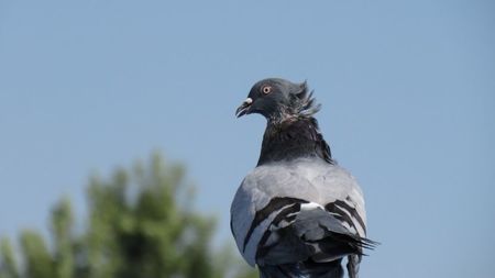 ; coborat dupa aproape 8 ore de zbor in puncte si disparitie .
